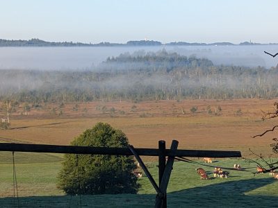 Naturerlebnis im Ibmer Moor